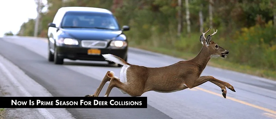 News graphic: prime season for deer collisions