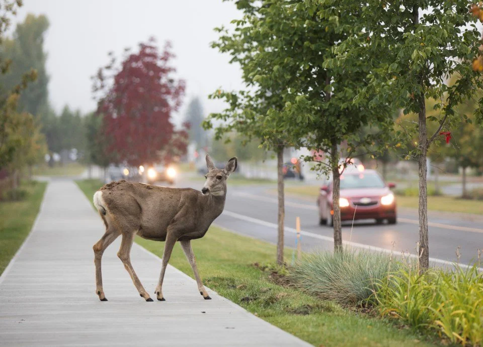 Deer crossing a road in front of traffic