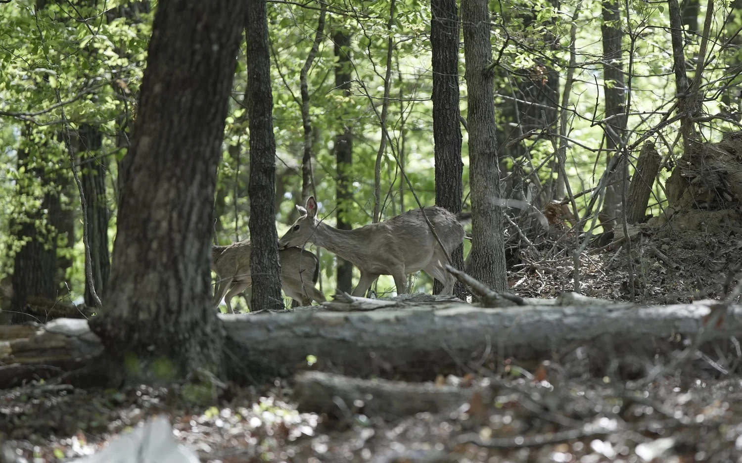 Whitetail deer standing in the woods