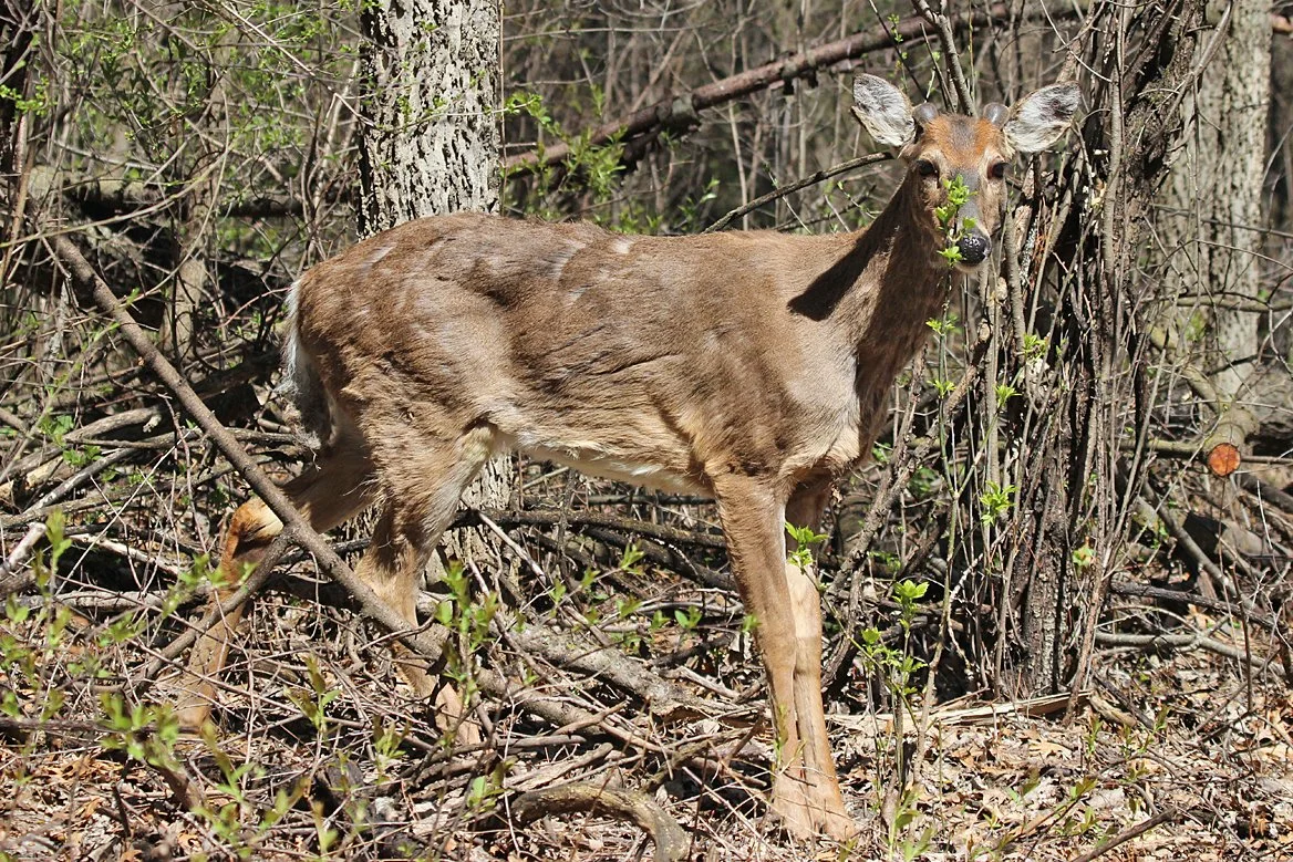 Deer browsing on landscaping