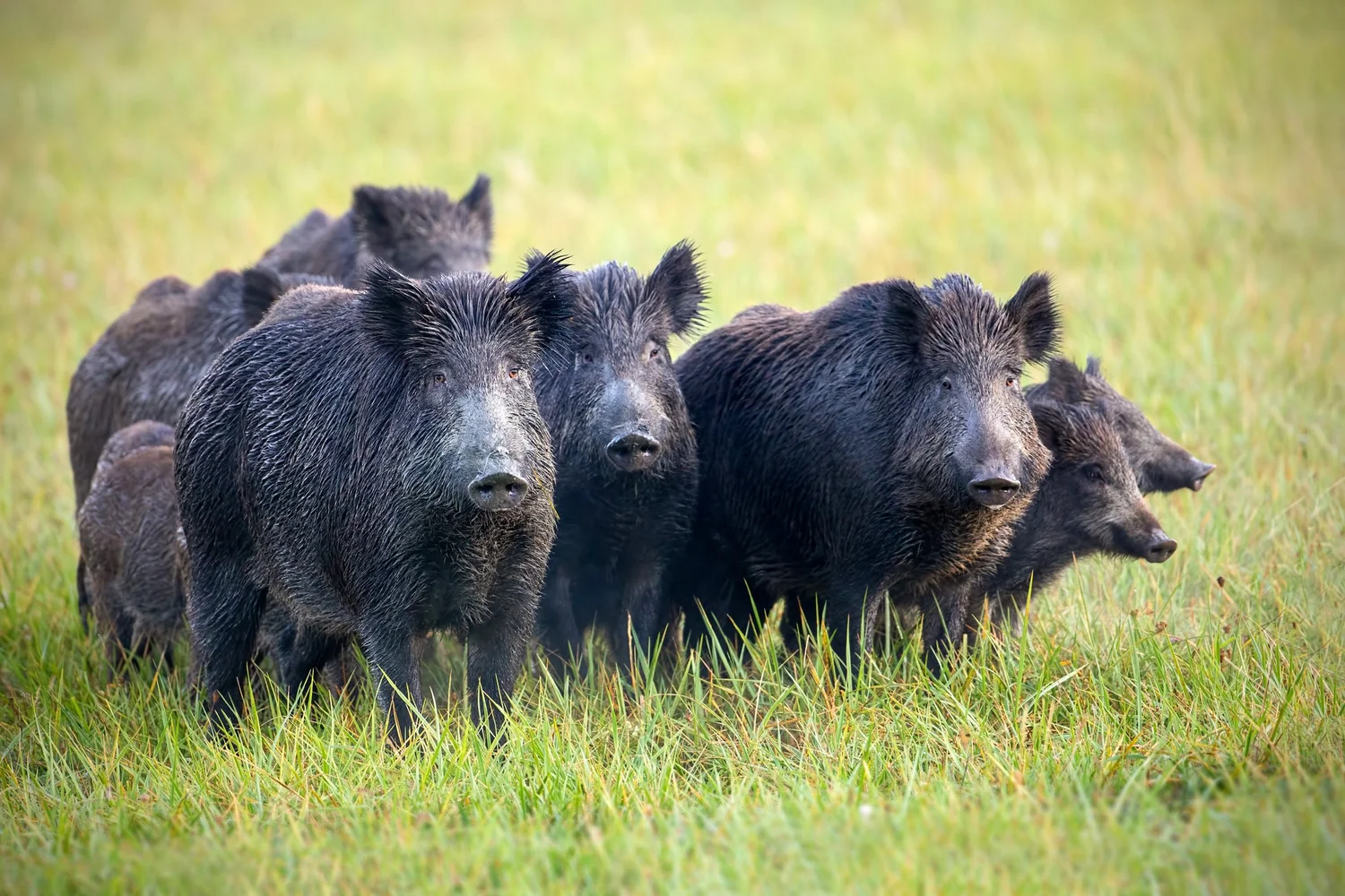 A sounder of wild hogs in a field